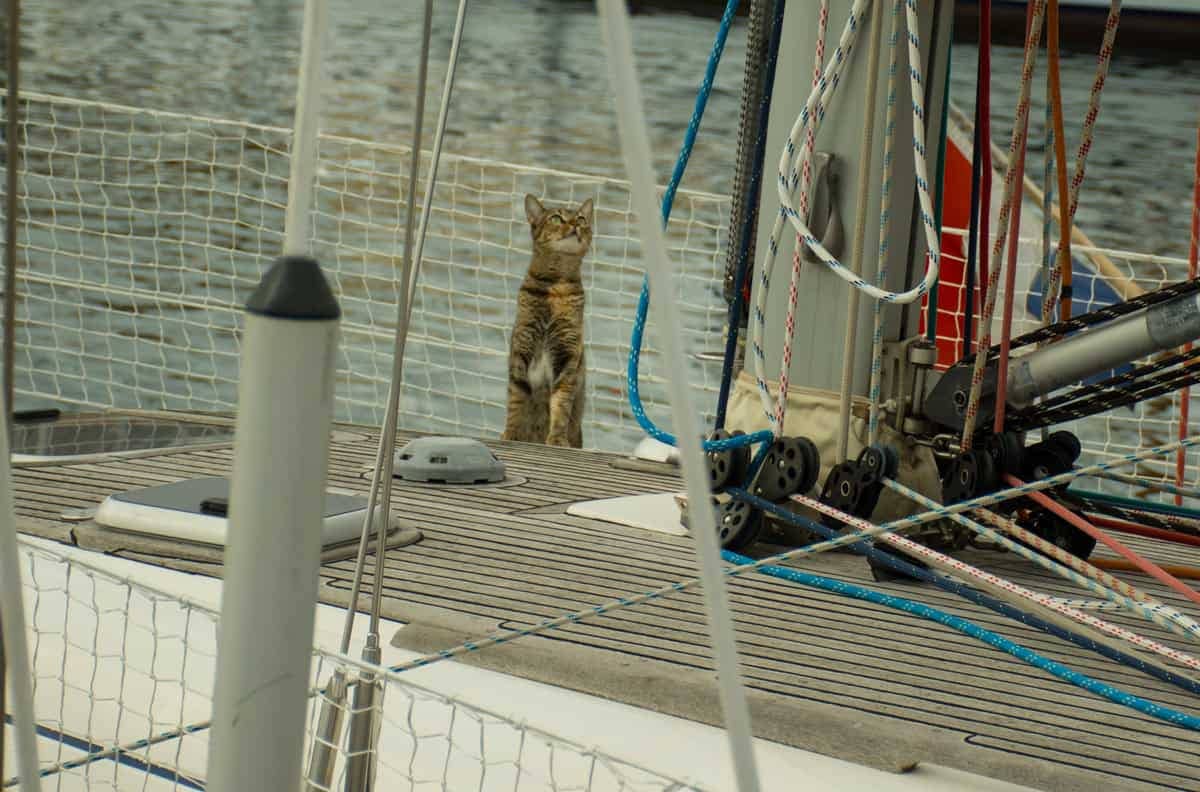 katt på båt