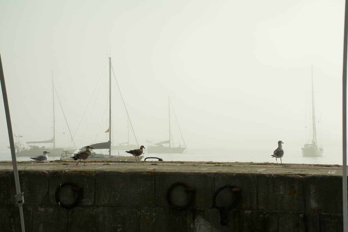 fåglar i dimma
