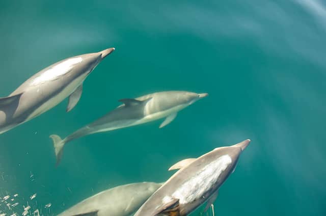 delfiner i vattnet